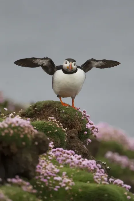 Framed Print : Atlantic Puffin (Fratercula arctica) adult, stretching wings, standing amongst flowering thrift on clifftop, Shetland Islands, Scotland, june