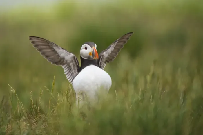 Framed Print : Atlantic Puffin (Fratercula arctica) adult, breeding plumage, displaying amongst grass, Staple Island, Outer Farnes Framed Print : Atlantic Puffin (Fratercula arctica) adult, breeding plumage, displaying amongst grass, Staple Island, Outer Farnes