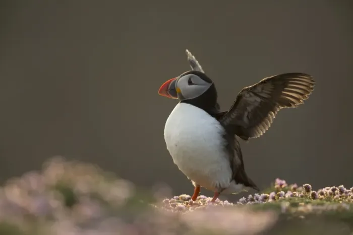 Framed Print : Atlantic Puffin (Fratercula arctica) adult, breeding plumage, flapping wings on clifftop, Fair Isle, Shetland Islands Framed Print : Atlantic Puffin (Fratercula arctica) adult, breeding plumage, flapping wings on clifftop, Fair Isle, Shetland Islands