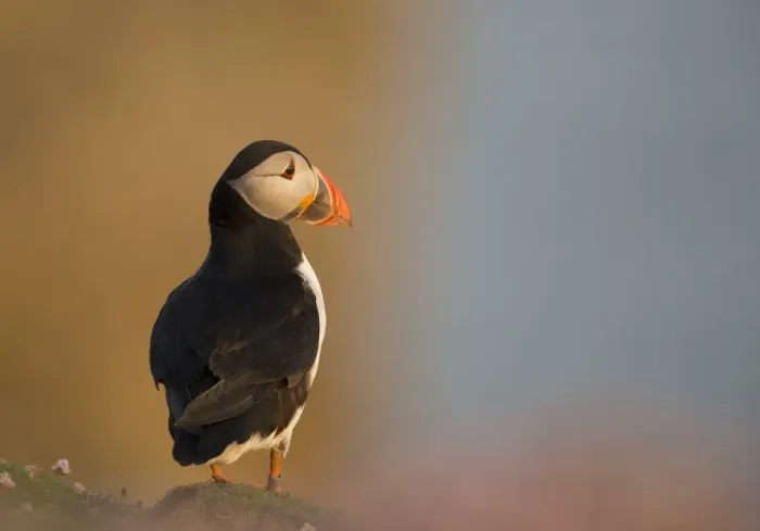 Framed Print : Atlantic Puffin (Fratercula arctica) adult, breeding plumage, standing on clifftop in evening sunlight, Fair Isle Framed Print : Atlantic Puffin (Fratercula arctica) adult, breeding plumage, standing on clifftop in evening sunlight, Fair Isle