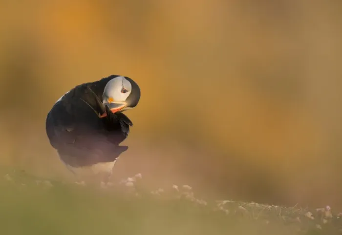 Framed Print : Atlantic Puffin (Fratercula arctica) adult, breeding plumage, preening on clifftop in evening sunlight, Fair Isle