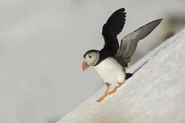 Atlantic Puffin (Fratercula arctica) adult, breeding plumage, standing on snow covered slope, Hornoi Island, Norway