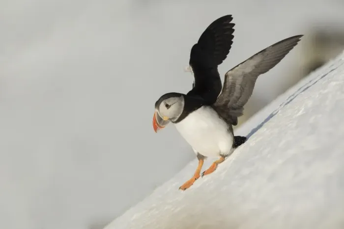 Framed Print : Atlantic Puffin (Fratercula arctica) adult, breeding plumage, standing on snow covered slope, Hornoi Island, Norway Framed Print : Atlantic Puffin (Fratercula arctica) adult, breeding plumage, standing on snow covered slope, Hornoi Island, Norway