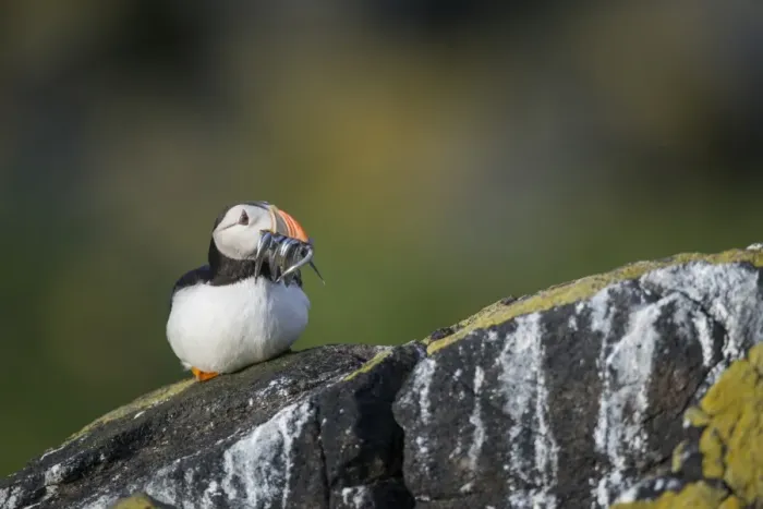 Framed Print : Atlantic Puffin (Fratercula arctica) adult, breeding plumage, with sand-eels in beak, sitting on rocky outcrop Framed Print : Atlantic Puffin (Fratercula arctica) adult, breeding plumage, with sand-eels in beak, sitting on rocky outcrop
