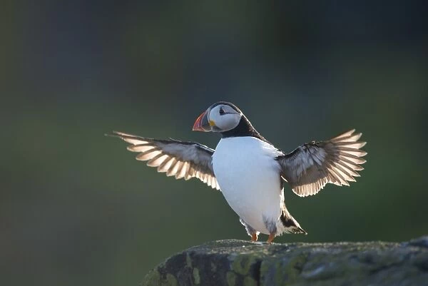 Atlantic Puffin (Fratercula arctica) adult, breeding plumage, flapping wings, backlit on rocky outcrop, Isle of May