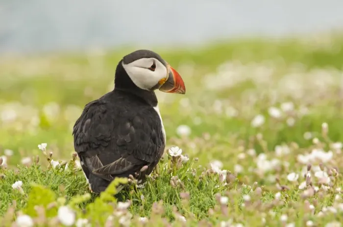 Framed Print : Atlantic Puffin (Fratercula arctica) adult, breeding plumage, standing amongst Sea Campion (Silene uniflora)