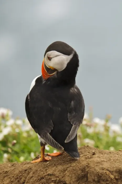 Framed Print : Atlantic Puffin (Fratercula arctica) adult, breeding plumage, preening, standing on heap of spoil excavated Framed Print : Atlantic Puffin (Fratercula arctica) adult, breeding plumage, preening, standing on heap of spoil excavated