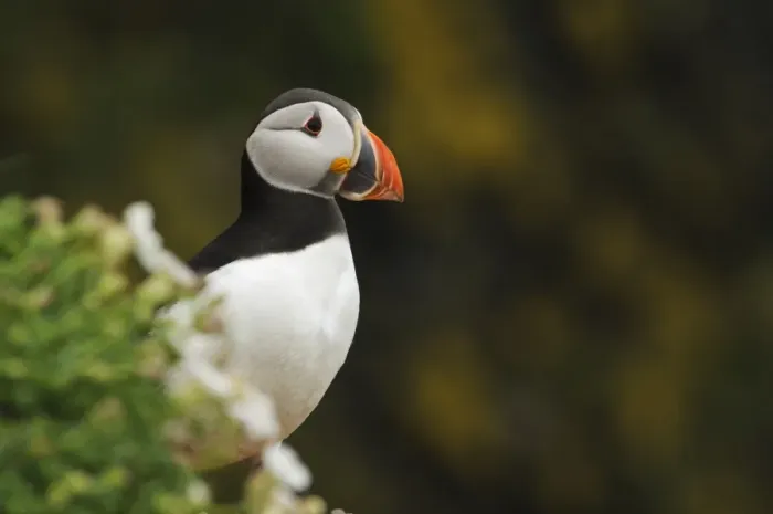 Framed Print : Atlantic Puffin (Fratercula arctica) adult, breeding plumage, standing on cliff edge Framed Print : Atlantic Puffin (Fratercula arctica) adult, breeding plumage, standing on cliff edge