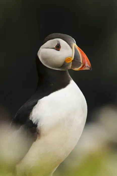 Framed Print : Atlantic Puffin (Fratercula arctica) adult, breeding plumage, close-up of head and breast Framed Print : Atlantic Puffin (Fratercula arctica) adult, breeding plumage, close-up of head and breast