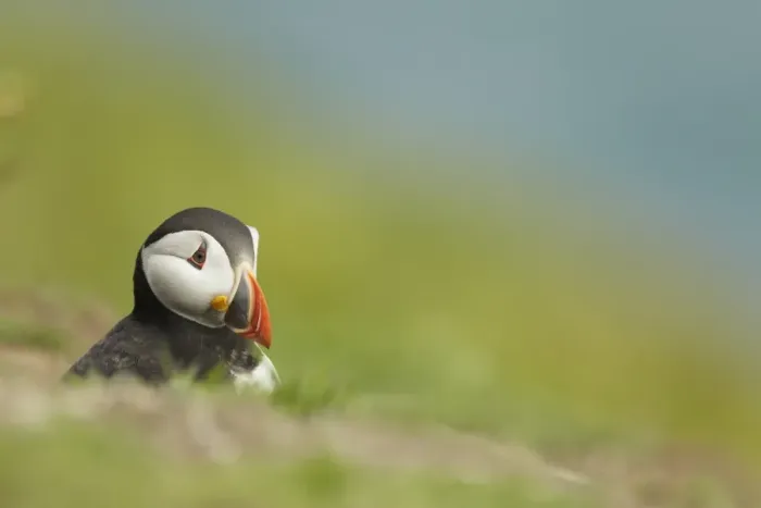 Framed Print : Atlantic Puffin (Fratercula arctica) adult, breeding plumage, emerging from burrow on clifftop, Pembrokeshire, Wales Framed Print : Atlantic Puffin (Fratercula arctica) adult, breeding plumage, emerging from burrow on clifftop, Pembrokeshire, Wales