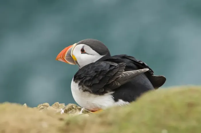 Framed Print : Atlantic Puffin (Fratercula arctica) adult, breeding plumage, sitting on cliff edge, Skomer Island, Pembrokeshire Framed Print : Atlantic Puffin (Fratercula arctica) adult, breeding plumage, sitting on cliff edge, Skomer Island, Pembrokeshire