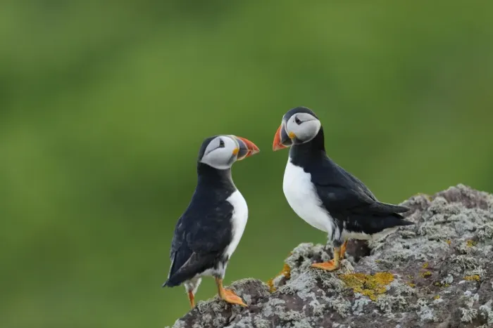 Framed Print : Atlantic Puffin (Fratercula arctica) two adults, breeding plumage, standing on rock, Skokholm Island, Pembrokeshire Framed Print : Atlantic Puffin (Fratercula arctica) two adults, breeding plumage, standing on rock, Skokholm Island, Pembrokeshire