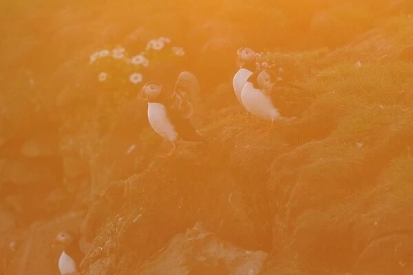 Atlantic Puffin (Fratercula arctica) four adults, breeding plumage, standing on clifftop at dusk, Latrabjarg, Iceland