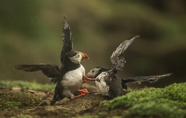 Atlantic Puffin (Fratercula arctica) two adults, breeding plumage, fighting on clifftop, Wales, May