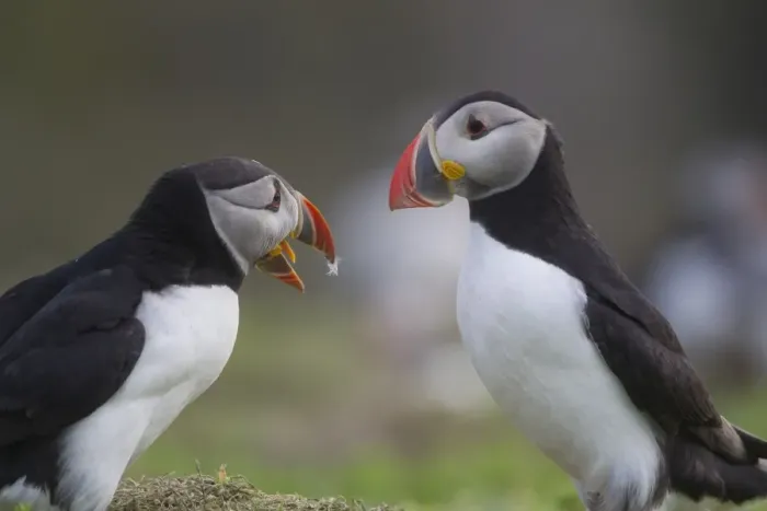 Framed Print : Atlantic Puffin (Fratercula arctica) two adults, fighting, Shetland Islands, Scotland, july Framed Print : Atlantic Puffin (Fratercula arctica) two adults, fighting, Shetland Islands, Scotland, july