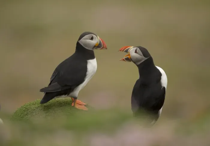 Framed Print : Atlantic Puffin (Fratercula arctica) two adults, breeding plumage, squabbling on clifftop, Fair Isle, Shetland Islands Framed Print : Atlantic Puffin (Fratercula arctica) two adults, breeding plumage, squabbling on clifftop, Fair Isle, Shetland Islands