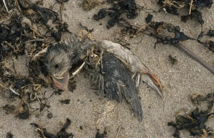 Framed Print : Atlantic Puffin (Fratercula arctica) dead adult, washed up on beach, Cheswick, Northumberland, England Framed Print : Atlantic Puffin (Fratercula arctica) dead adult, washed up on beach, Cheswick, Northumberland, England
