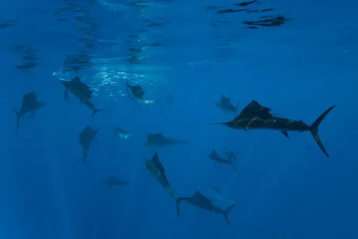 Framed Print : Atlantic Sailfish (Istiophorus albicans) group, hunting sardines in shoal, Isla Mujeres, Yucatan Peninsula