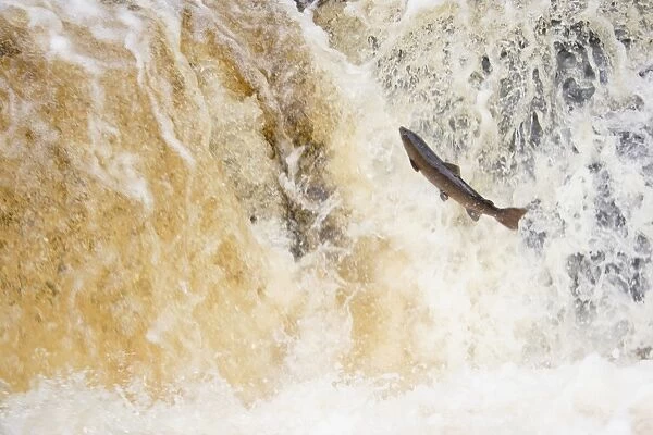 Atlantic Salmon (Salmo salar) adult, leaping up cascade, travelling upstream to spawning ground, Stainforth Force, River Ribble, Ribblesdale, Yorkshire, England, november