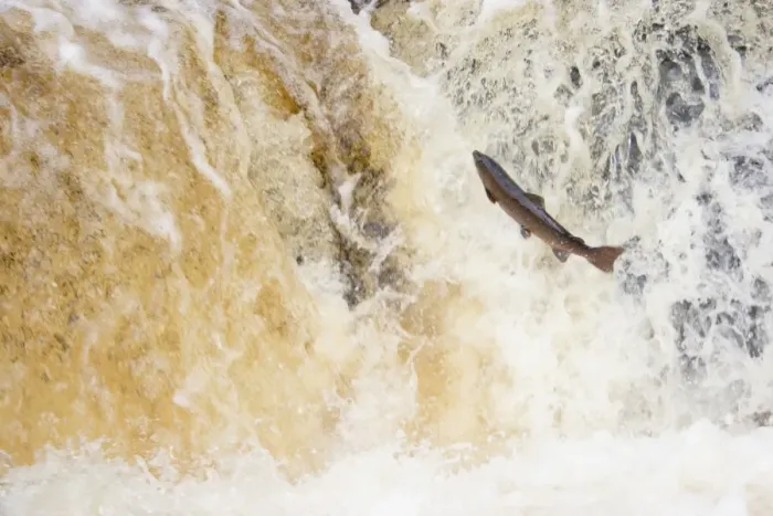 Framed Print : Atlantic Salmon (Salmo salar) adult, leaping up cascade, travelling upstream to spawning ground, Stainforth Force, River Ribble, Ribblesdale, Yorkshire, England, november