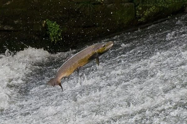 Atlantic Salmon (Salmo salar) adult male, leaping up cascade, moving upstream to spawning ground, Topcliffe Weir