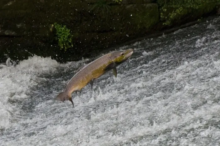 Framed Print : Atlantic Salmon (Salmo salar) adult male, leaping up cascade, moving upstream to spawning ground, Topcliffe Weir Framed Print : Atlantic Salmon (Salmo salar) adult male, leaping up cascade, moving upstream to spawning ground, Topcliffe Weir