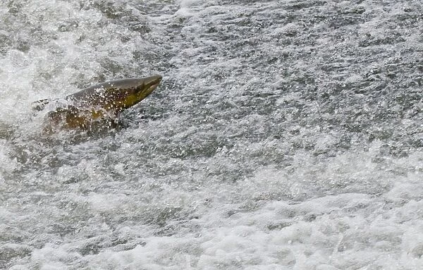 Atlantic Salmon (Salmo salar) adult male, bursting out of current, moving upstream to spawning ground, Topcliffe Weir