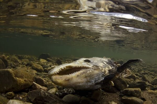Atlantic Salmon (Salmo salar) dead adult, after spawning, River Livet, Glenlivet, Cairngorms N. P