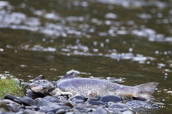 Atlantic Salmon (Salmo salar) dead adult, predated and scavenged, washed up at edge of river during autumn breeding run, River Whiteadder, Berwickshire, Scottish Borders, Scotland, november