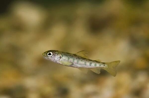 Atlantic Salmon (Salmo salar) young, parr swimming in tank, Scottish Centre for Ecology and the Natural Environment