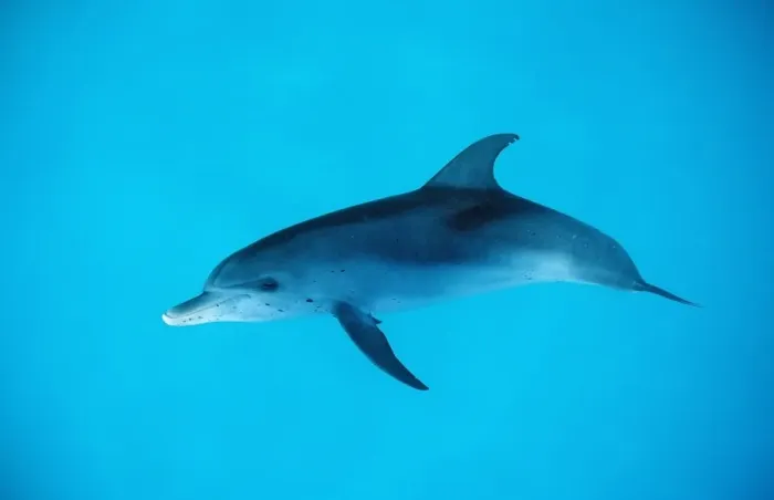 Framed Print : Atlantic spotted dolphin, Stenella frontalis, Atlantic Ocean, FL, Florida, USA Framed Print : Atlantic spotted dolphin, Stenella frontalis, Atlantic Ocean, FL, Florida, USA