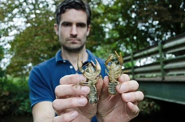 Atlantic Stream Crayfish (Austropotamobius pallipes) two adults, held by man (Jake Reeds) under licence, River Witham