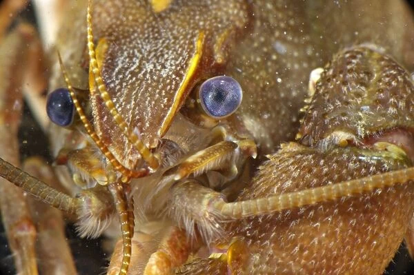 Atlantic Stream Crayfish (Austropotamobius pallipes) adult, close-up of head, underwater, Italy