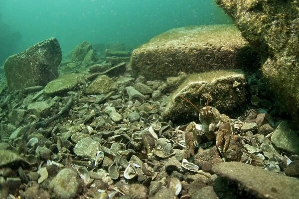 Atlantic Stream Crayfish (Austropotamobius pallipes) adult, emerging from under rock in flooded former granite quarry