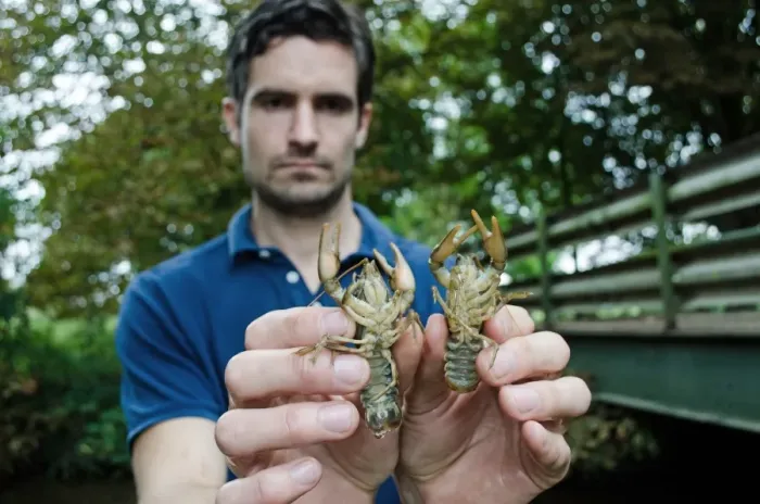 Framed Print : Atlantic Stream Crayfish (Austropotamobius pallipes) two adults, held by man (Jake Reeds) under licence, River Witham