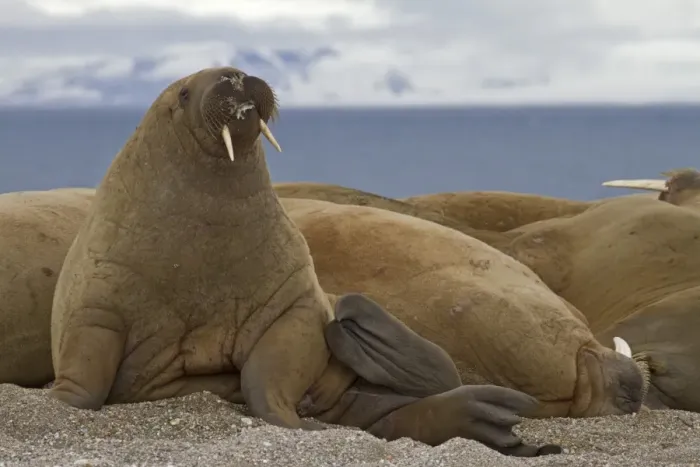 Framed Print : Atlantic Walrus (Odobenus rosmarus) adults, group resting on shingle, Spitzbergen, Svalbard, july Framed Print : Atlantic Walrus (Odobenus rosmarus) adults, group resting on shingle, Spitzbergen, Svalbard, july