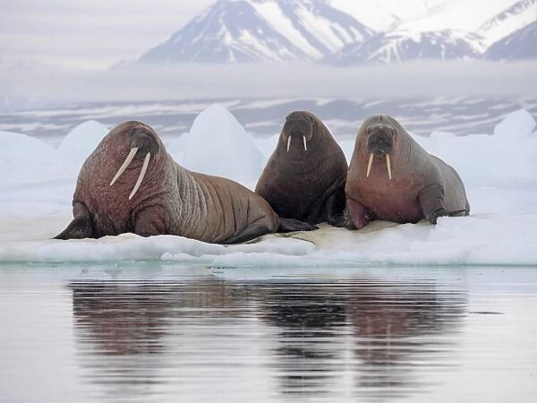 Atlantic Walrus (Odobenus rosmarus rosmarus) three adults, resting on ice floe, Svalbard, July