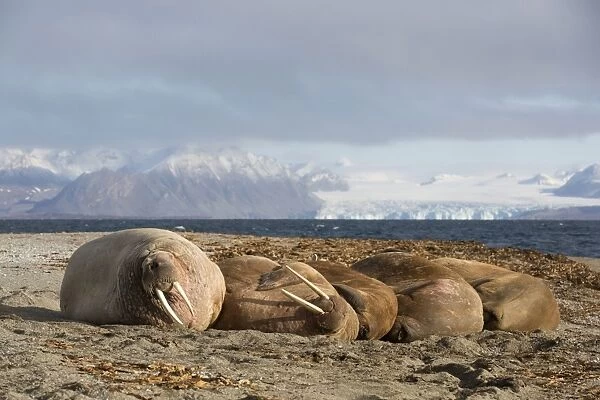 Atlantic Walrus (Odobenus rosmarus rosmarus) five adults, resting on beach, Poolepynten, Prins Karls Forland