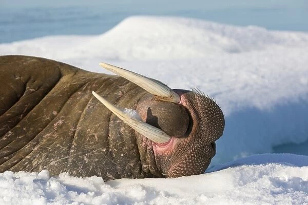 Atlantic Walrus (Odobenus rosmarus rosmarus) adult, close-up of head, sleeping on icefloe, Hinlopenstretet