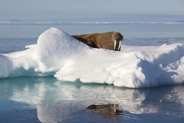 Atlantic Walrus (Odobenus rosmarus rosmarus) adult, resting on icefloe, Hinlopenstretet, Spitsbergen, Svalbard, August