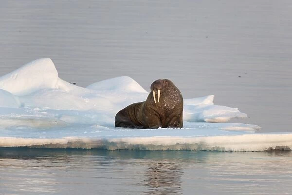 Atlantic Walrus (Odobenus rosmarus rosmarus) adult, resting on icefloe in light of midnight sun, Hinlopenstretet
