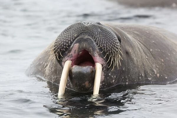 Atlantic Walrus (Odobenus rosmarus rosmarus) adult, close-up of head, yawning in water, Hinlopenstretet, Spitsbergen