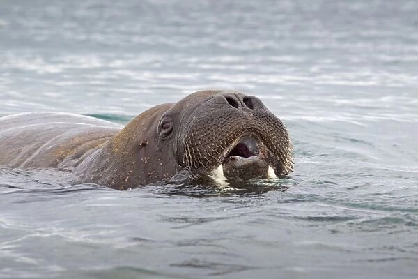 Atlantic Walrus (Odobenus rosmarus rosmarus) adult, swimming, breathing at surface of sea, Spitzbergen, Svalbard, july