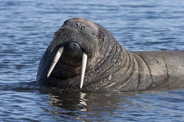 Atlantic Walrus (Odobenus rosmarus rosmarus) adult male, close-up of head, resting in shallow water