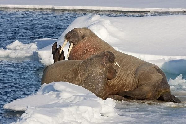 Atlantic Walrus (Odobenus rosmarus rosmarus) adult pair, resting on ice, off Kong Karls Land, Svalbard, July