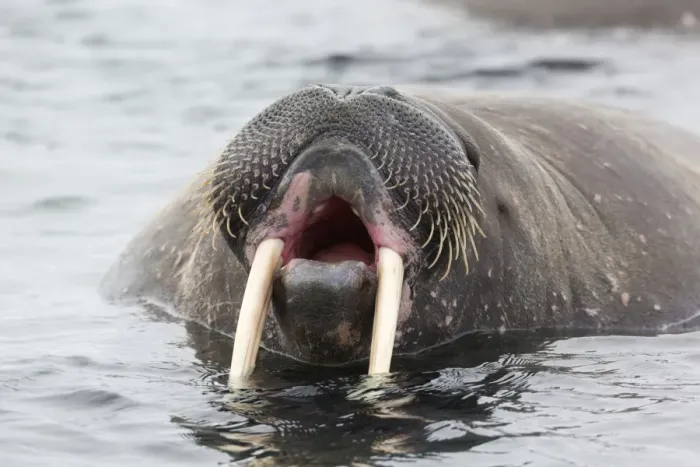 Framed Print : Atlantic Walrus (Odobenus rosmarus rosmarus) adult, close-up of head, yawning in water, Hinlopenstretet, Spitsbergen Framed Print : Atlantic Walrus (Odobenus rosmarus rosmarus) adult, close-up of head, yawning in water, Hinlopenstretet, Spitsbergen