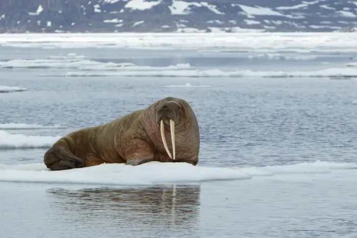 Framed Print : Atlantic Walrus (Odobenus rosmarus rosmarus) adult, resting on pack ice, Svalbard Framed Print : Atlantic Walrus (Odobenus rosmarus rosmarus) adult, resting on pack ice, Svalbard