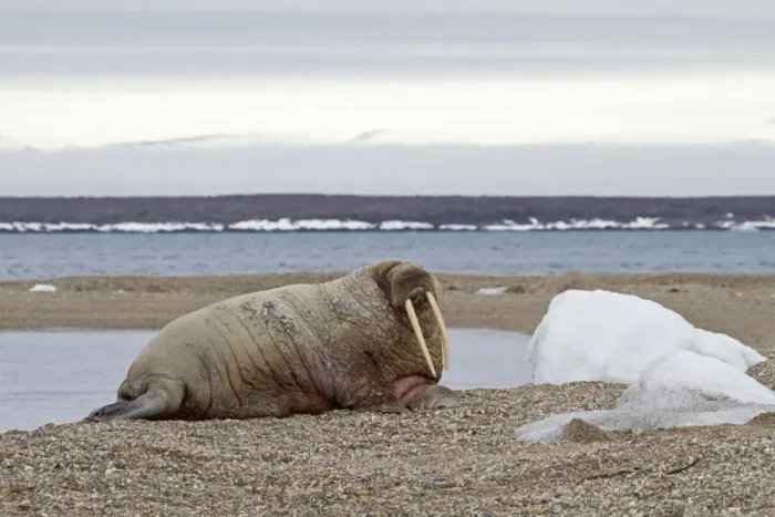 Framed Print : Atlantic Walrus (Odobenus rosmarus rosmarus) adult, resting on shingle, Spitzbergen, Svalbard, july Framed Print : Atlantic Walrus (Odobenus rosmarus rosmarus) adult, resting on shingle, Spitzbergen, Svalbard, july