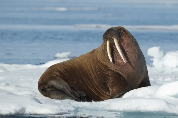 Framed Print : Atlantic Walrus (Odobenus rosmarus rosmarus) adult, resting on pack ice, Svalbard Framed Print : Atlantic Walrus (Odobenus rosmarus rosmarus) adult, resting on pack ice, Svalbard