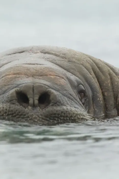 Framed Print : Atlantic Walrus (Odobenus rosmarus rosmarus) adult, close-up of head, at surface of sea, Svalbard, july Framed Print : Atlantic Walrus (Odobenus rosmarus rosmarus) adult, close-up of head, at surface of sea, Svalbard, july